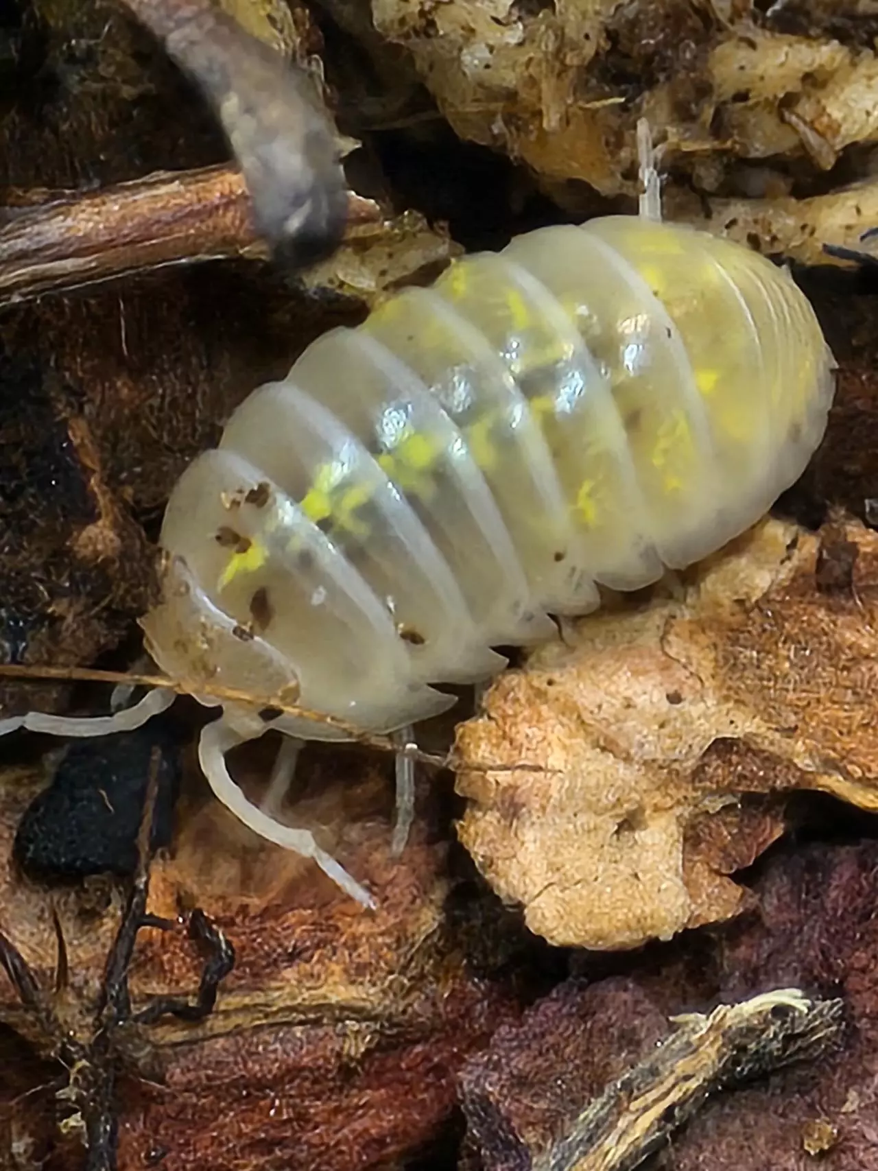 plant/A.vulgare Magic Potion Japanese Line 6ct-3