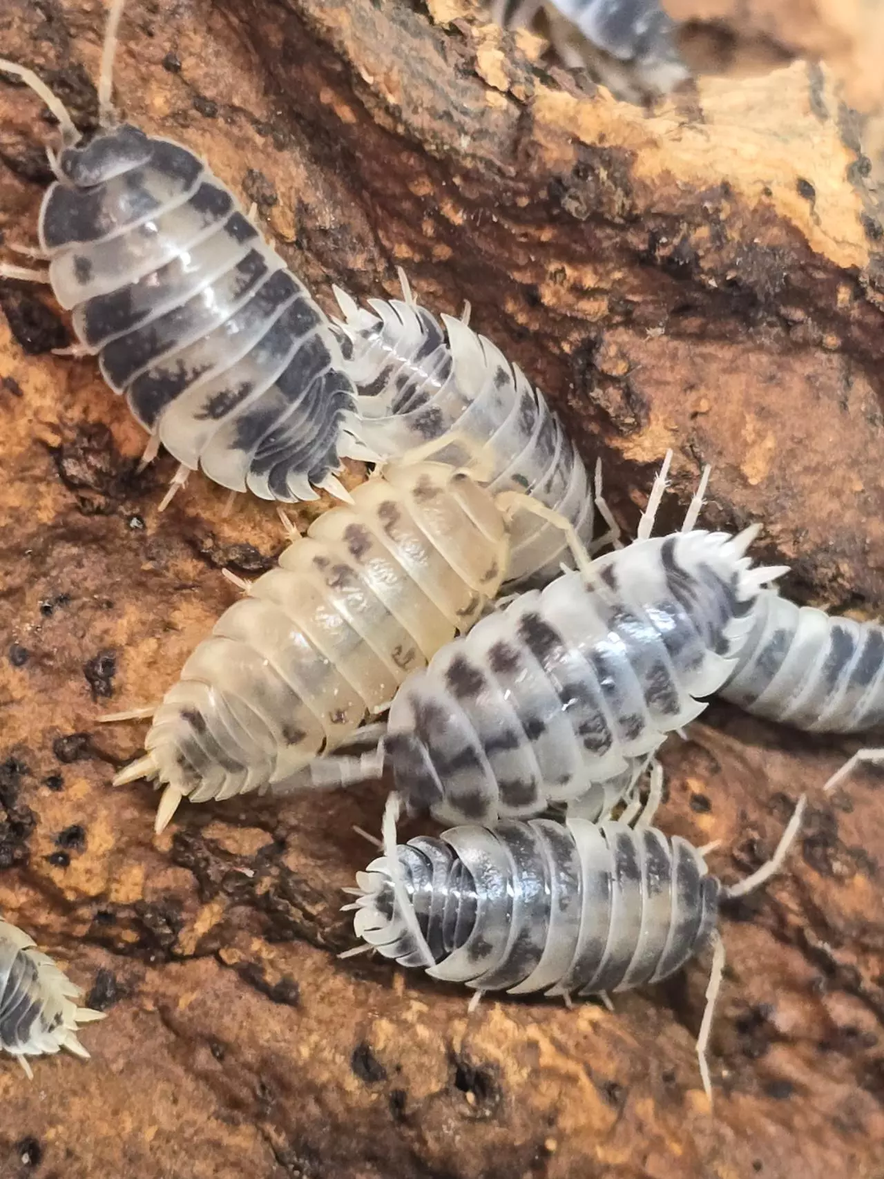 plant/P.laevis Dairy Cow 10ct-3