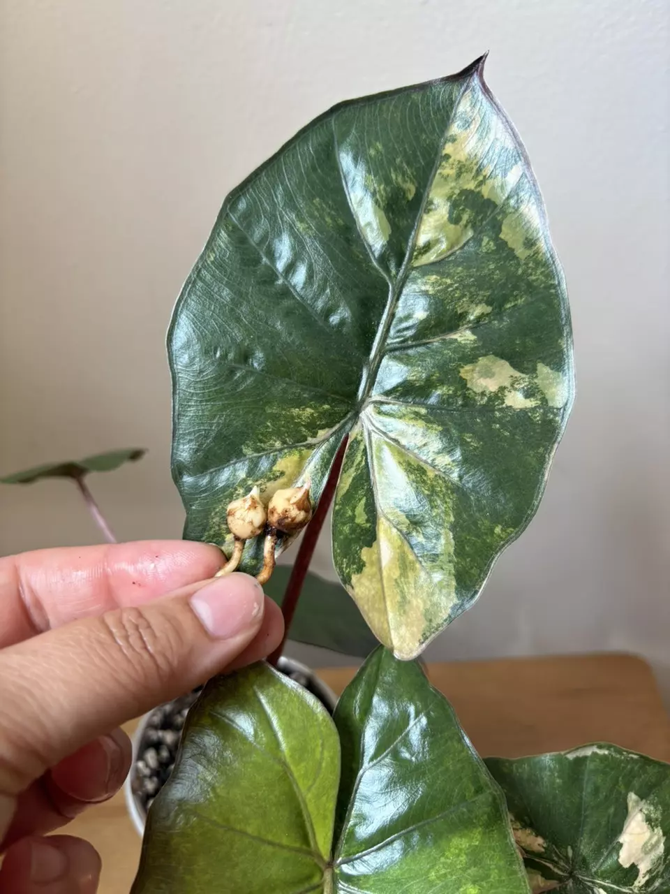 plant/Alocasia Yucatan Princess Aurea Corm-0