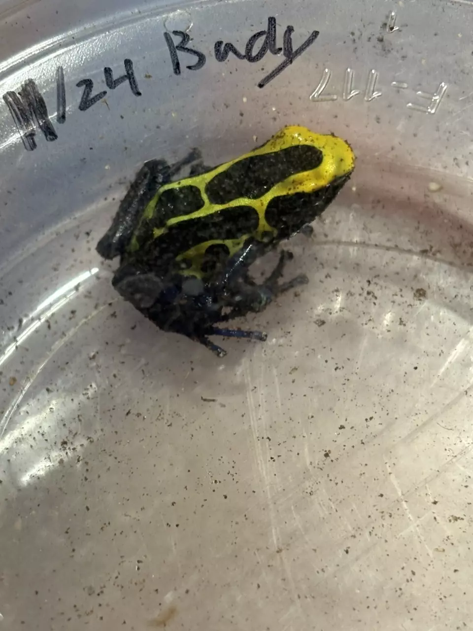 plant/Female Dendrobates tinctorius "Alalapadu" (Cobalt Blue)-1