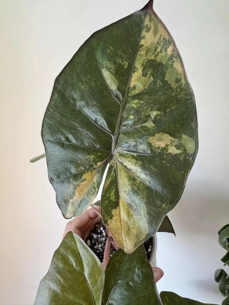 plant/Alocasia Yucatan Princess Aurea Corm-1
