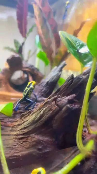 plant/Female Dendrobates tinctorius "Alalapadu" (Cobalt Blue)-0-thumbnail