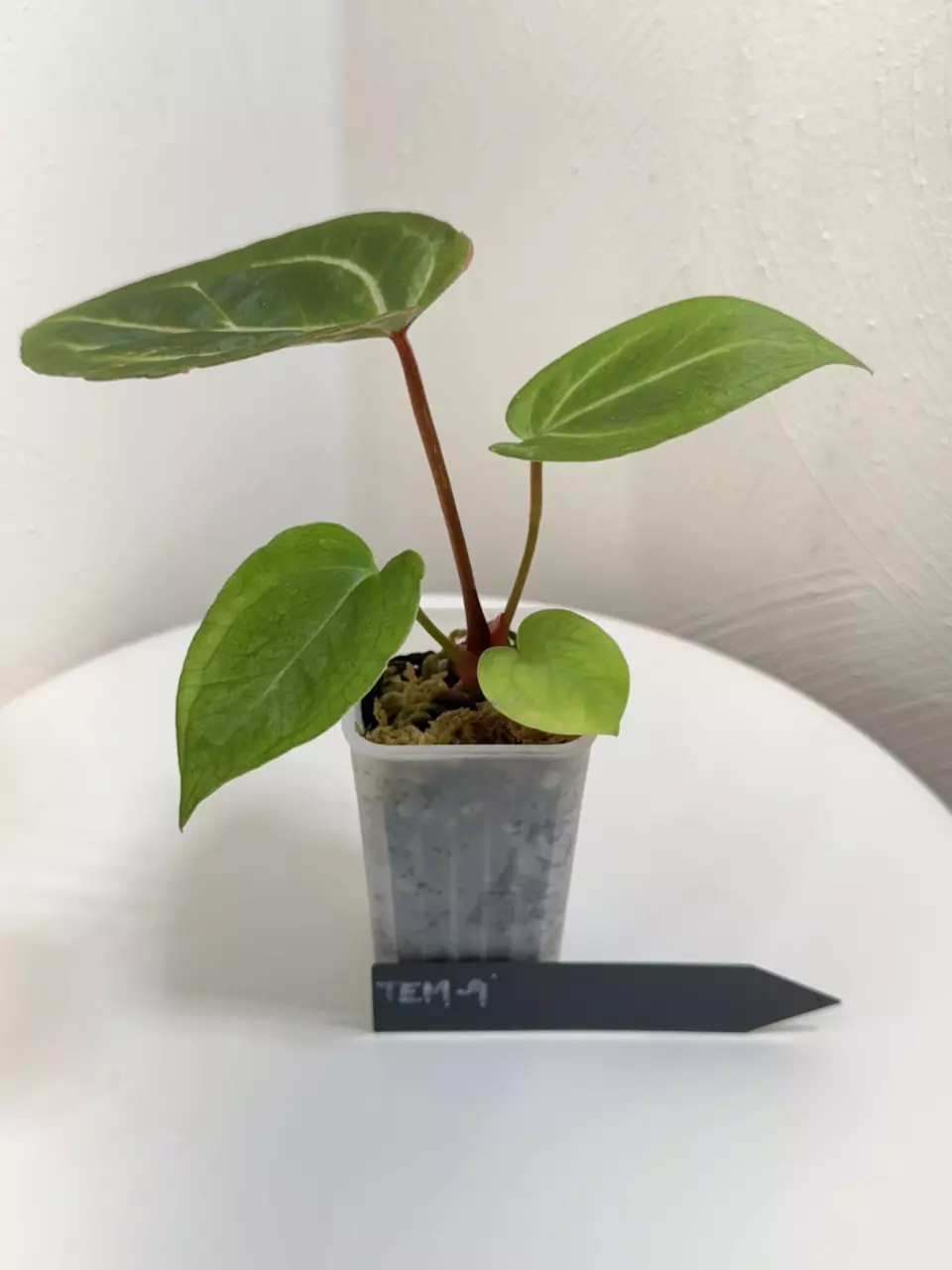 plant/TEM-9 BB Hybrid “Tehlu” x Doc Block “Michelle”-1