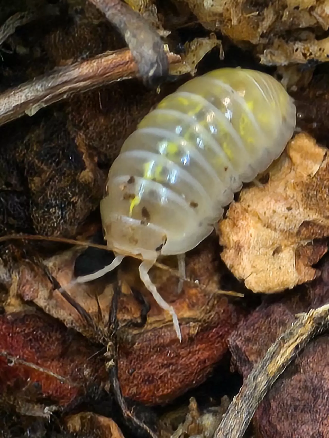 plant/A.vulgare Magic Potion Japanese Line 6ct-1