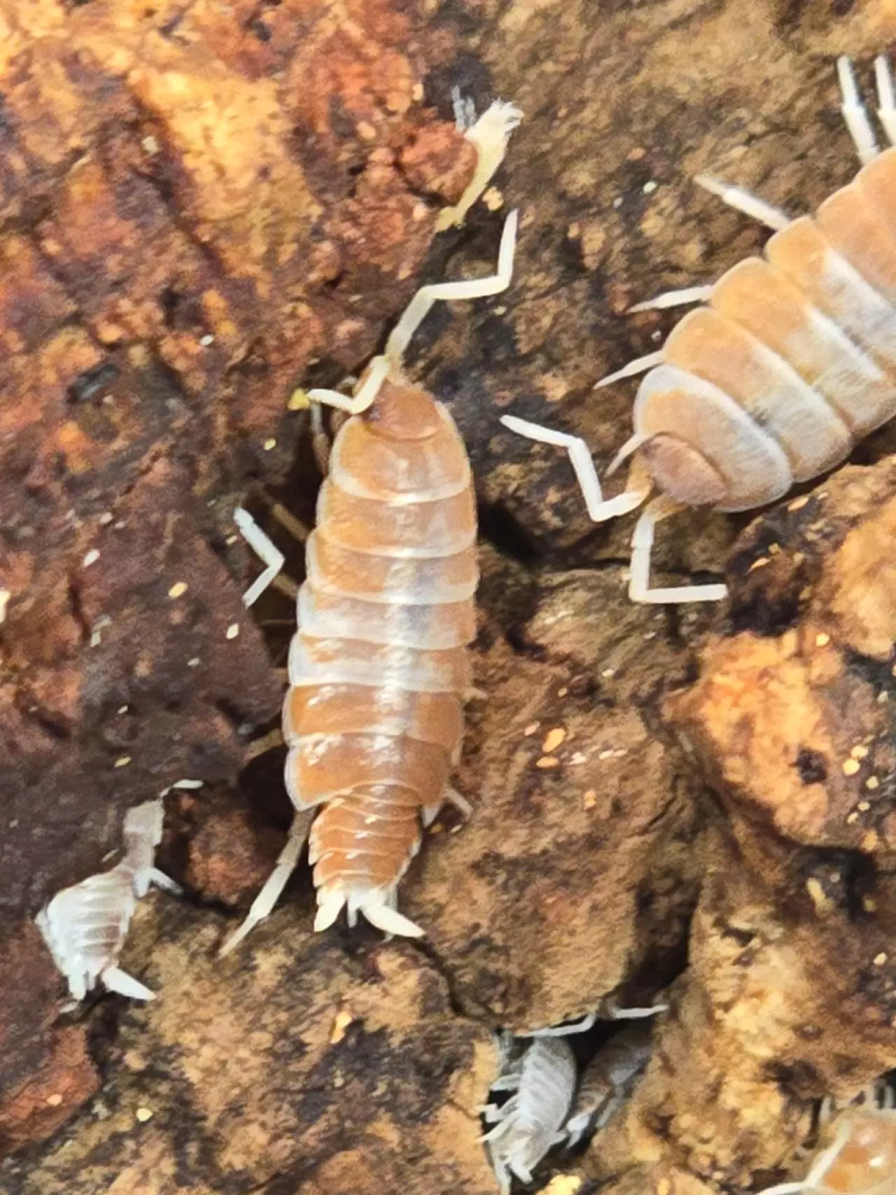 plant/P.pruinosis Orange Cream 10ct-2