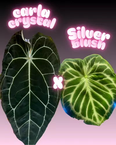 plant/2 sparkly seedling Anthurium Hybrid Bundle-0-thumbnail