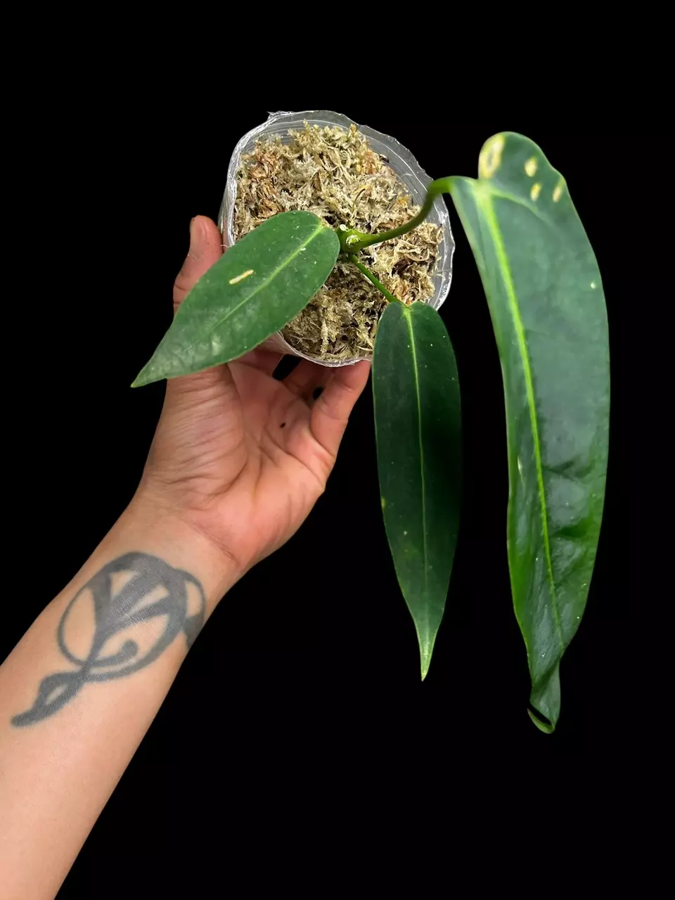 plant/A. Warocqueanum-1