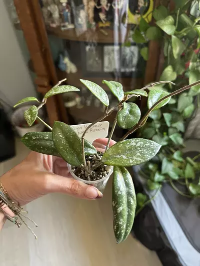 plant/Reserved hoya wilbur graves russia-0-thumbnail