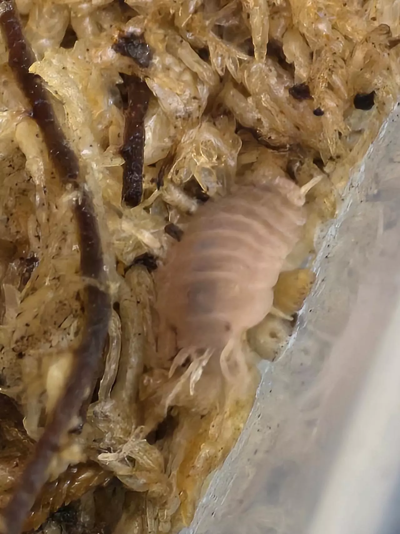 plant/C.murina Papaya 10ct-3