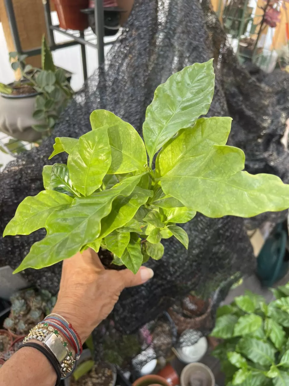 plant/Coffee plant-1