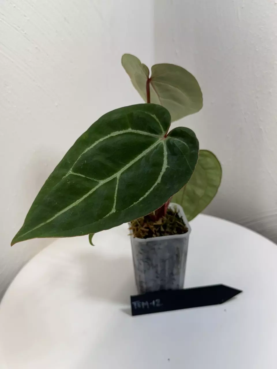 plant/TEM-12 BB Hybrid “Tehlu” x Doc Block “Michelle”-0