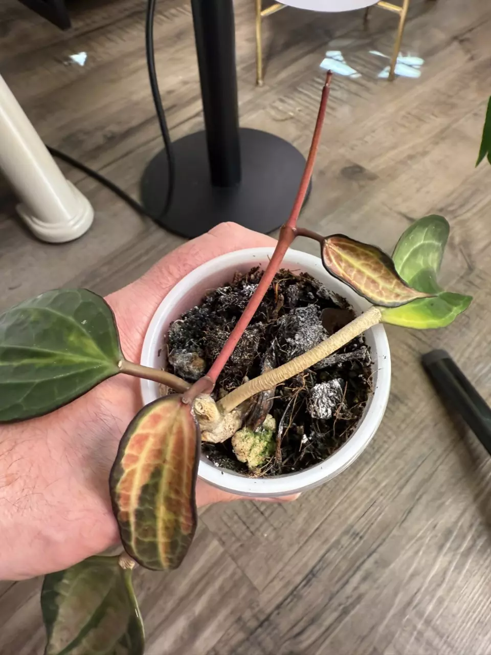 plant/Hoya latifolia 'Pot of Gold'-0