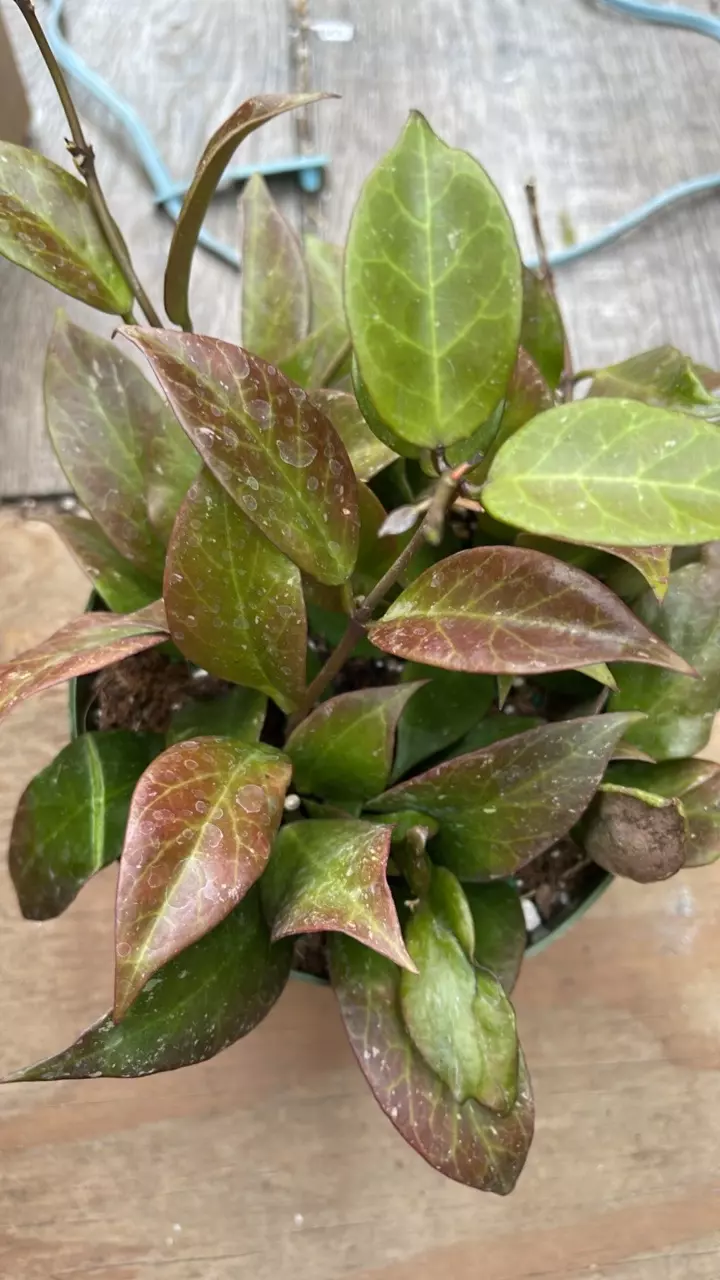 plant/Hoya Sunrise 6” pot GC-1
