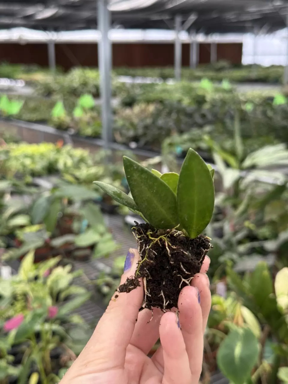 plant/Hoya Bilobata starter plant growers choice DD4-6