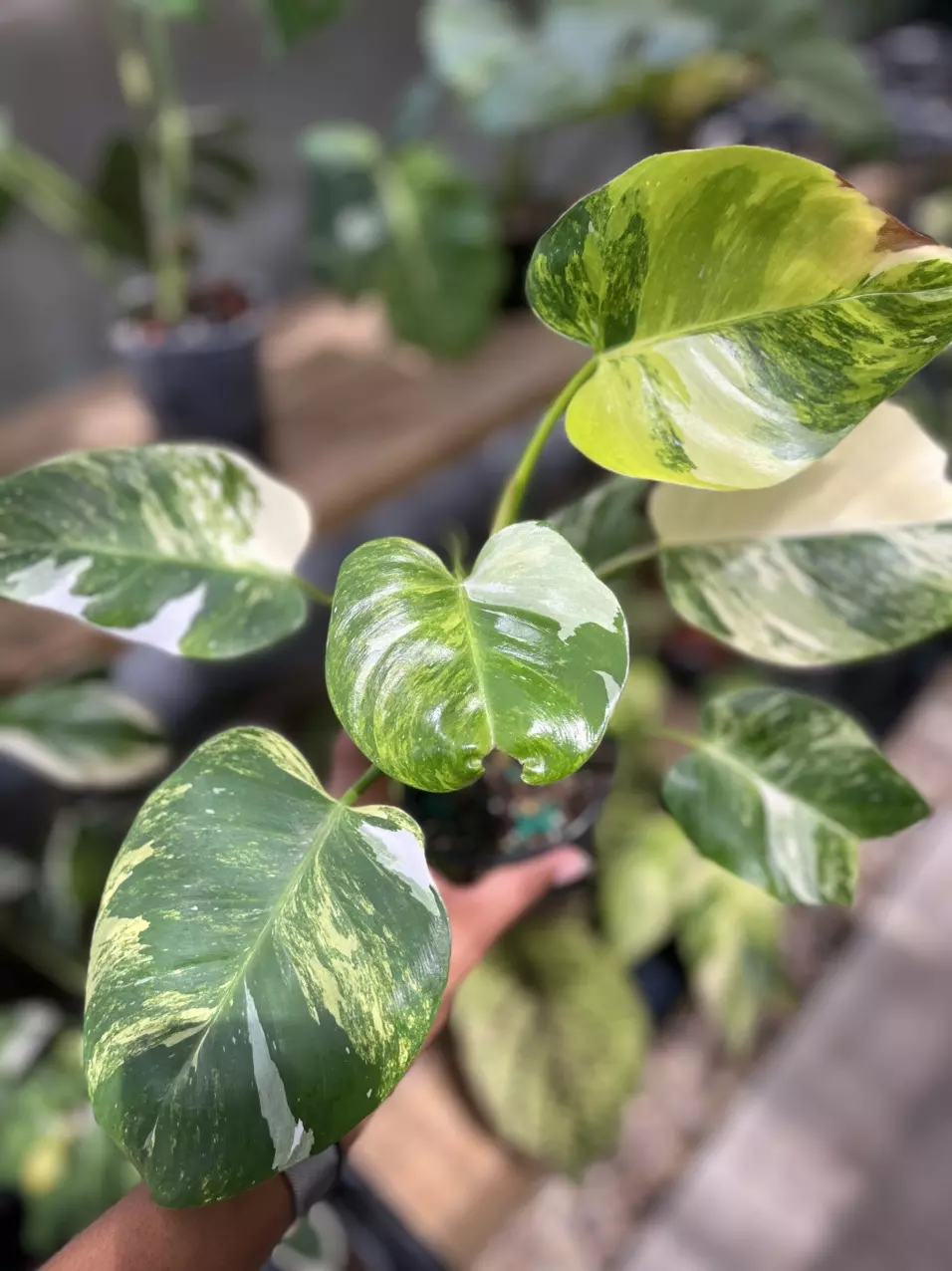 plant/Philodendron White Princess Aurea-0
