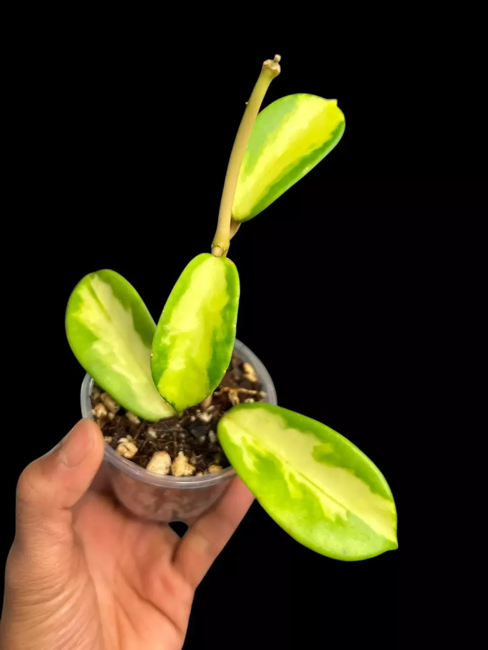 plant/H. Diversifolia ‘Maharani’-0