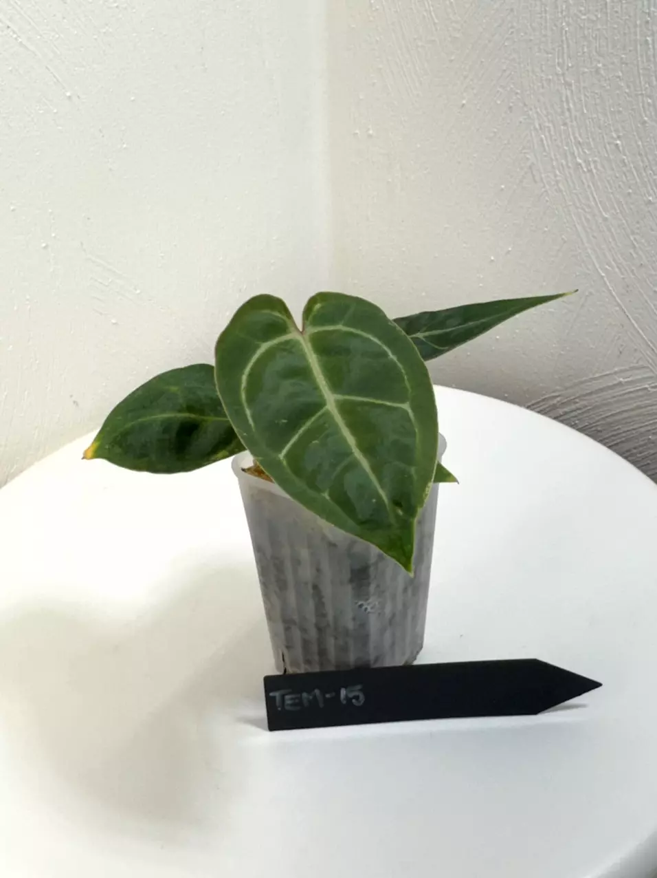 plant/TEM-15 BB Hybrid “Tehlu” x Doc Block “Michelle”-0