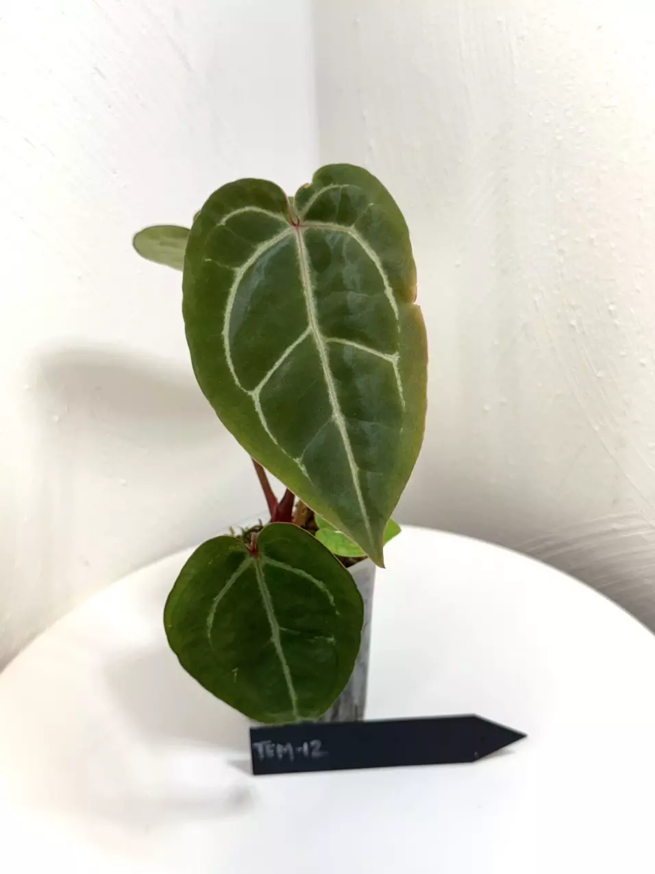 plant/TEM-12 BB Hybrid “Tehlu” x Doc Block “Michelle”-1