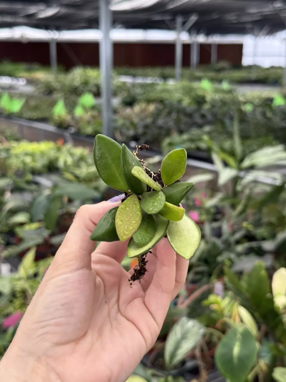 plant/Hoya Bilobata starter plant growers choice DD4-1