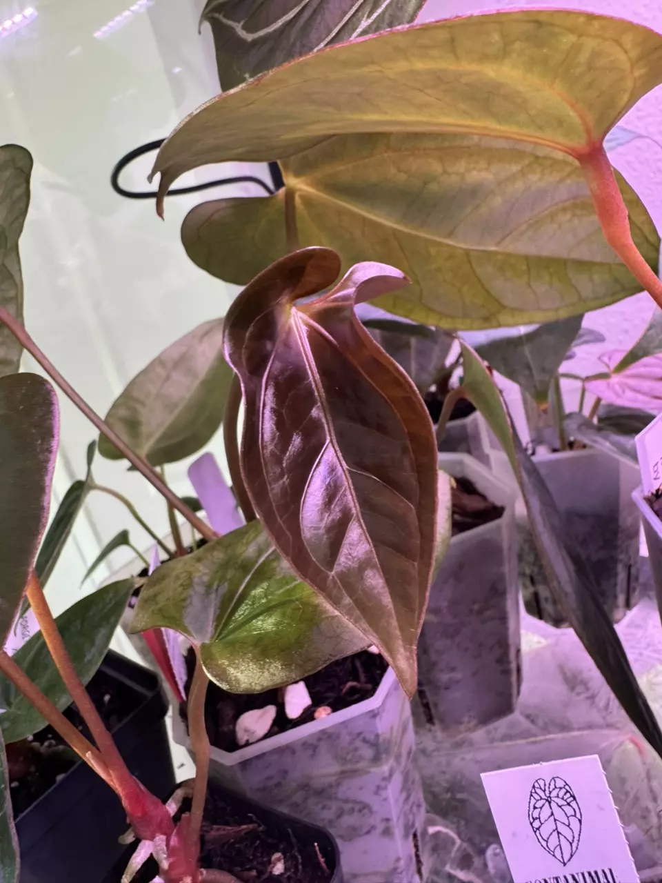 plant/Red Spider x Open-2