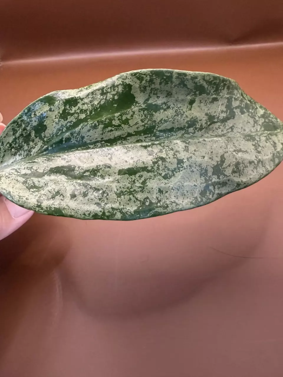 plant/Hoya Silver Latifolia Indo-5