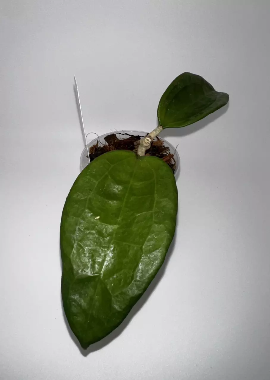 plant/Hoya sp from WMZ from Unsolicited Plant Talks-0