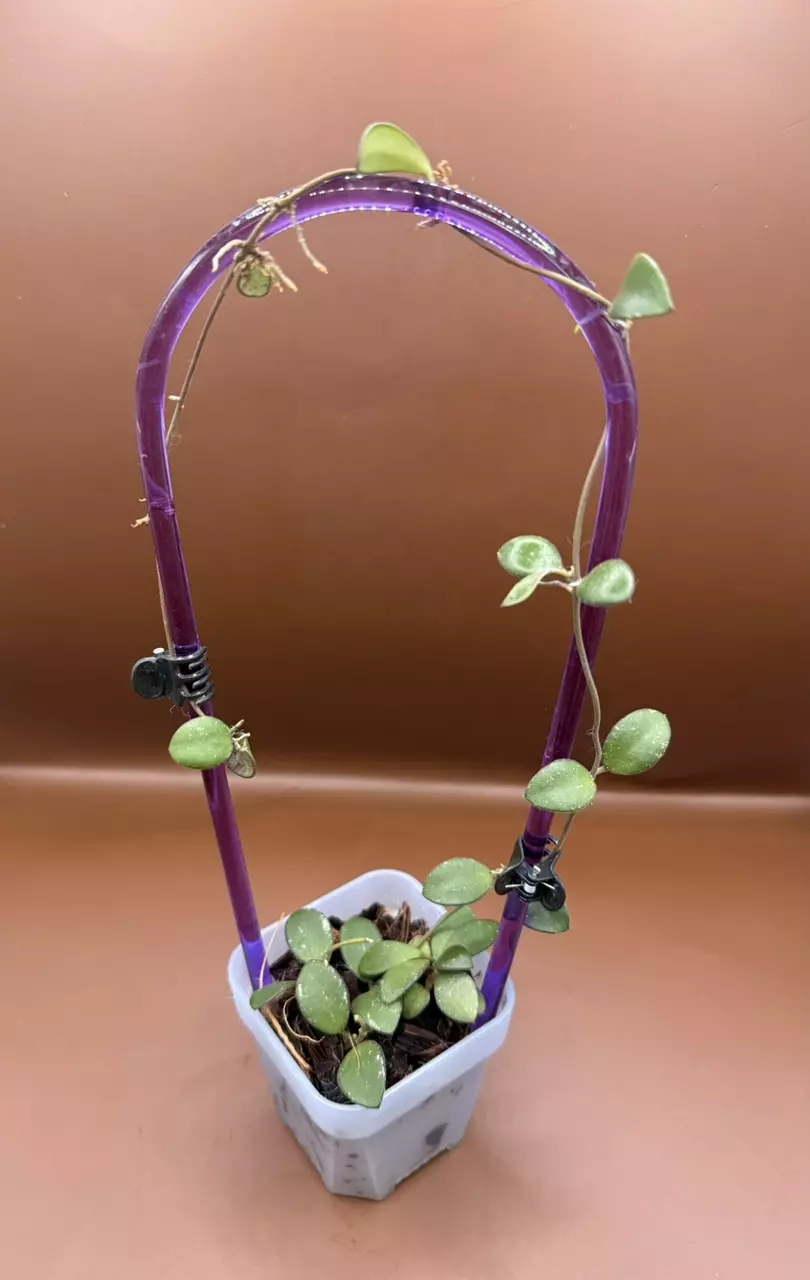 plant/Hoya Amber of Borneo-0