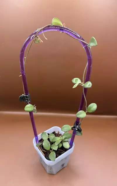 plant/Hoya Amber of Borneo-0-thumbnail