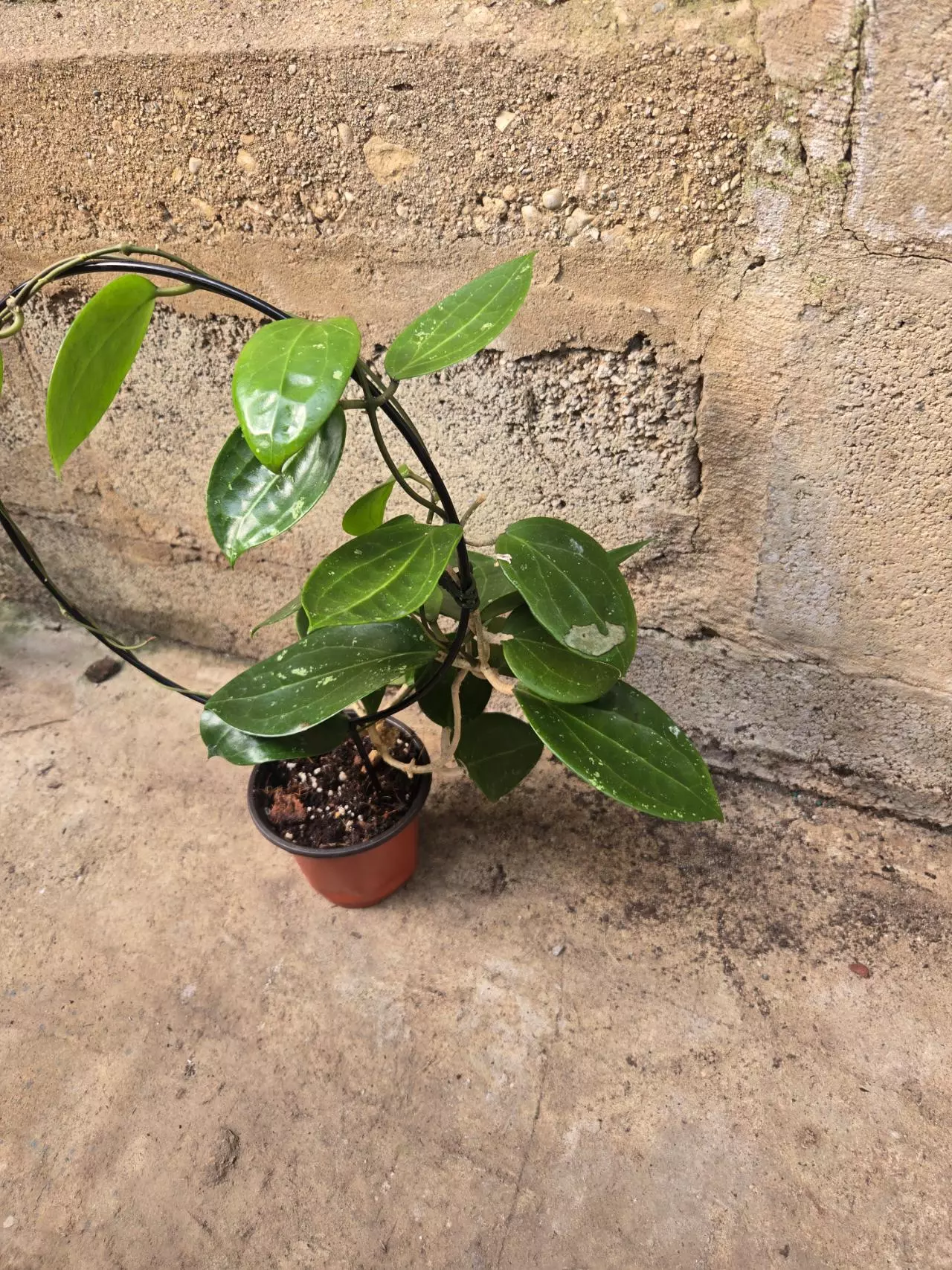 plant/Hoya Verticillata-1