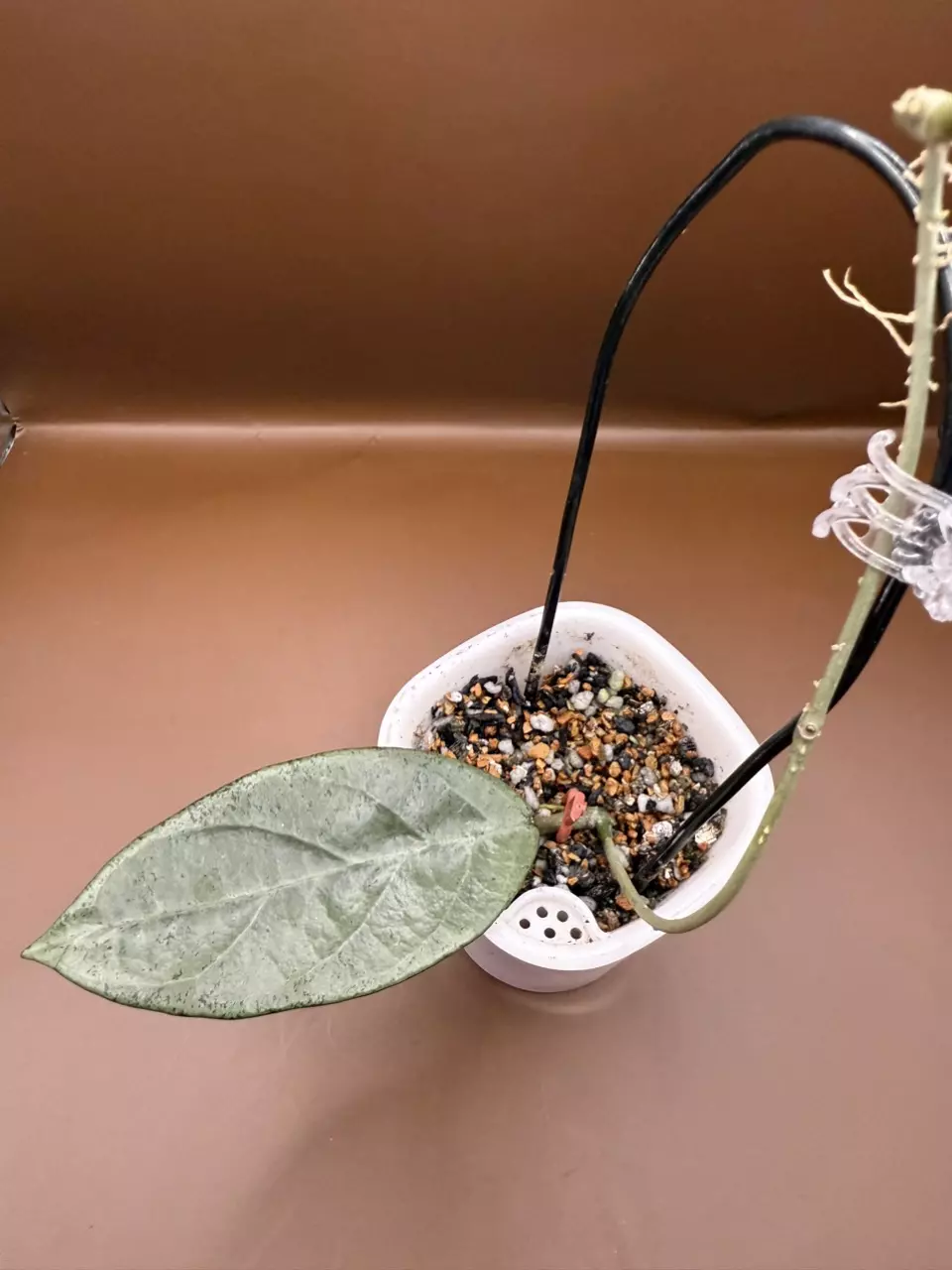 plant/Lai Chau Silver Rooted Cutting-1