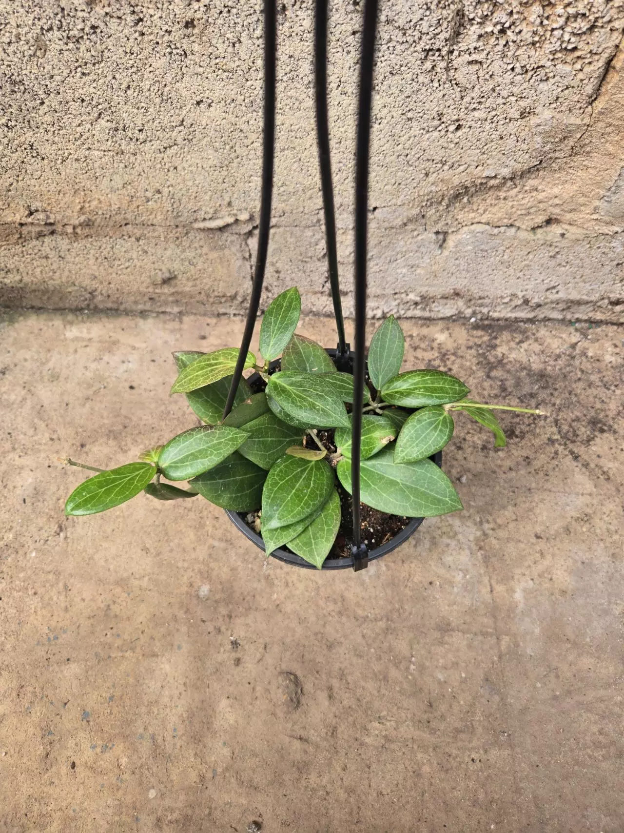 plant/Hoya Fitchii-0