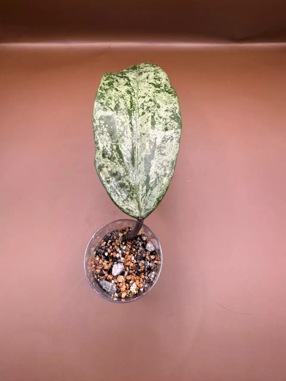 plant/Hoya Silver Latifolia Indo-1