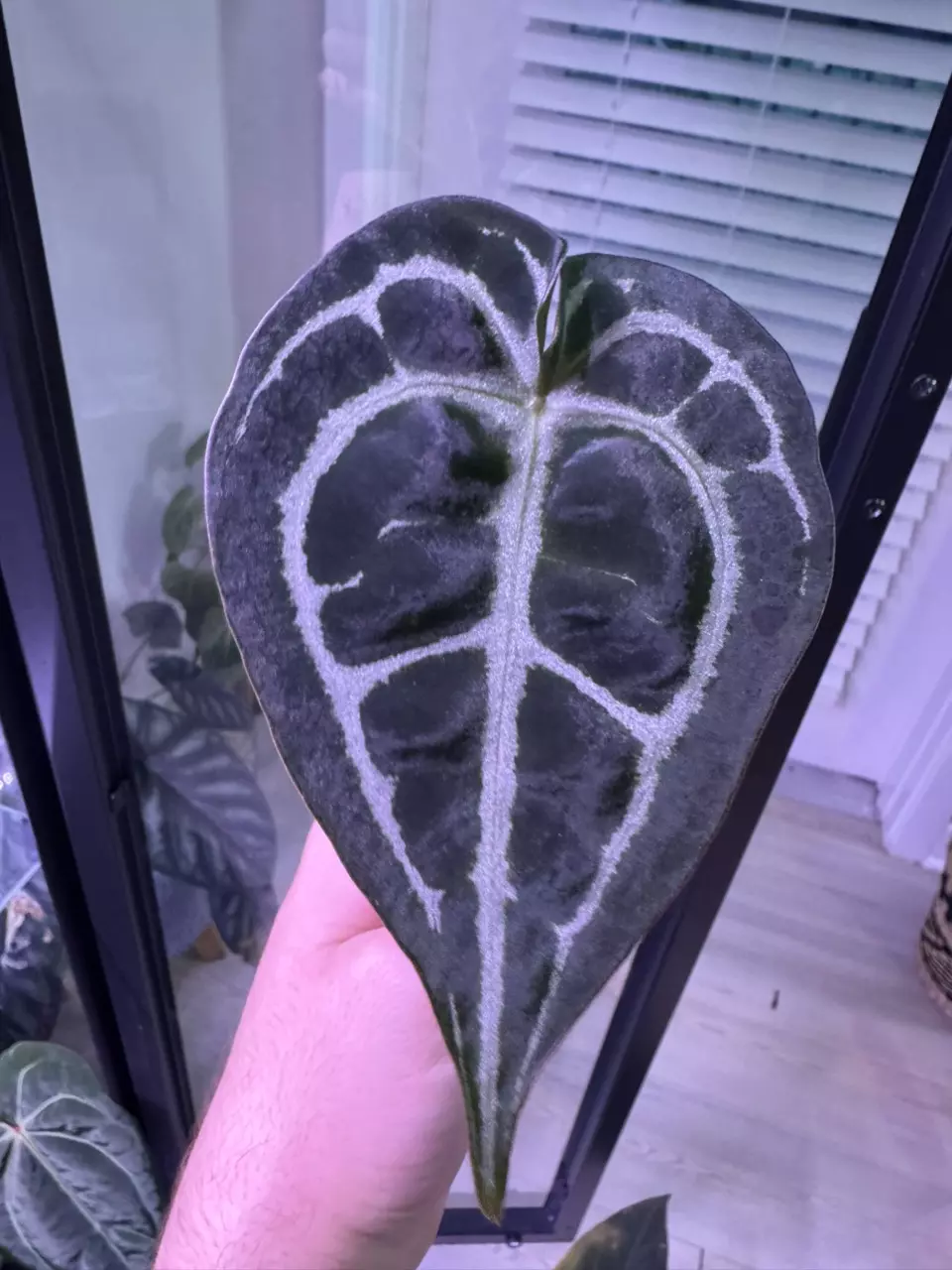 plant/(Tim’s Black x Villenaorum) x self-0