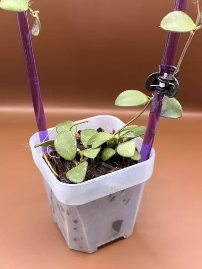 plant/Hoya Amber of Borneo-1-thumbnail