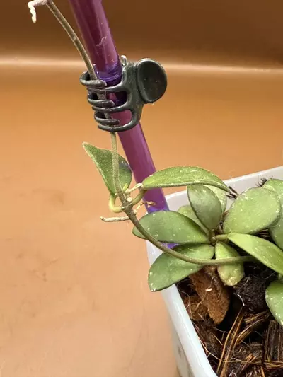 plant/Hoya Amber of Borneo-2-thumbnail