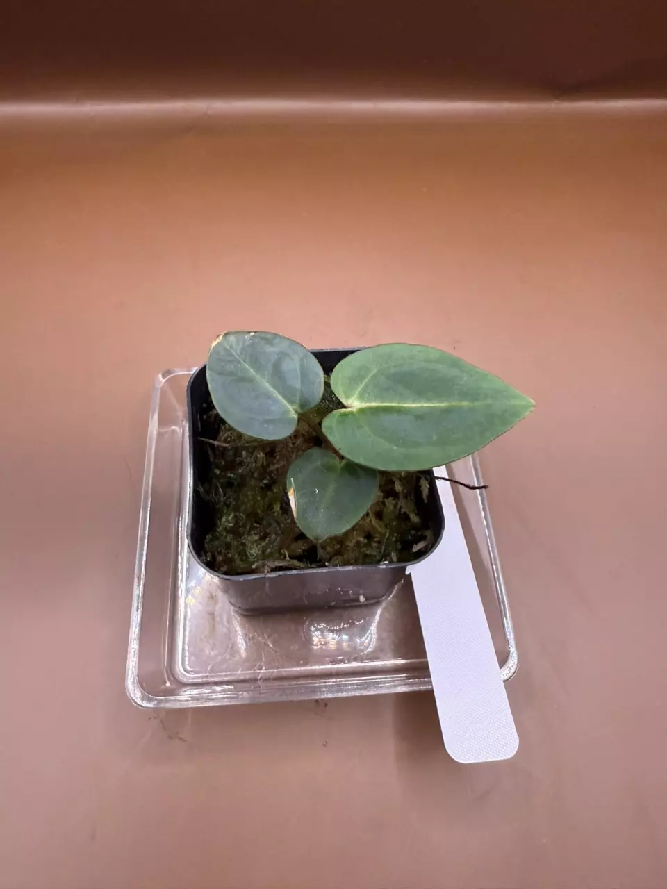 plant/Carla (Round x GPH) x OG1 Clone-1