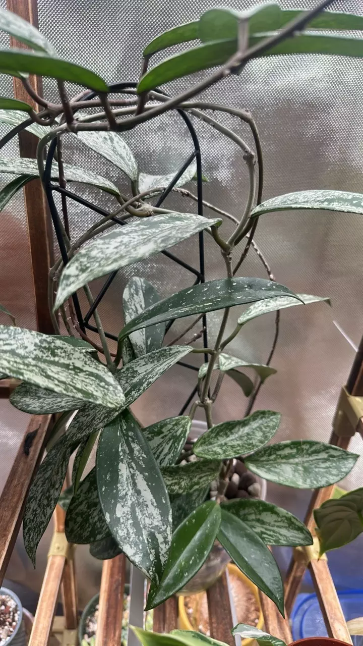 plant/Hoya Pubicalyx Splash cuttings!-0
