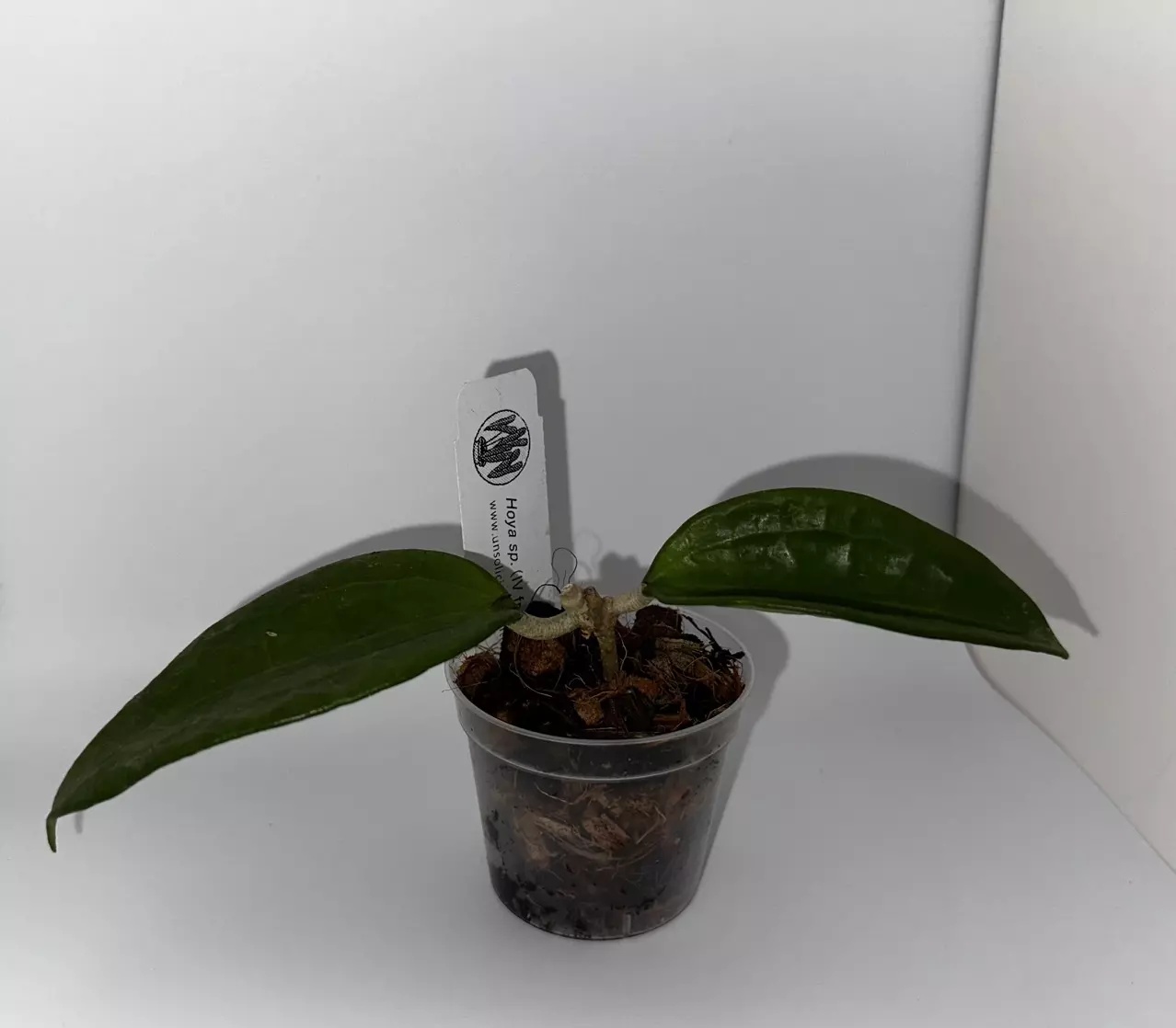 plant/Hoya sp from WMZ from Unsolicited Plant Talks-2