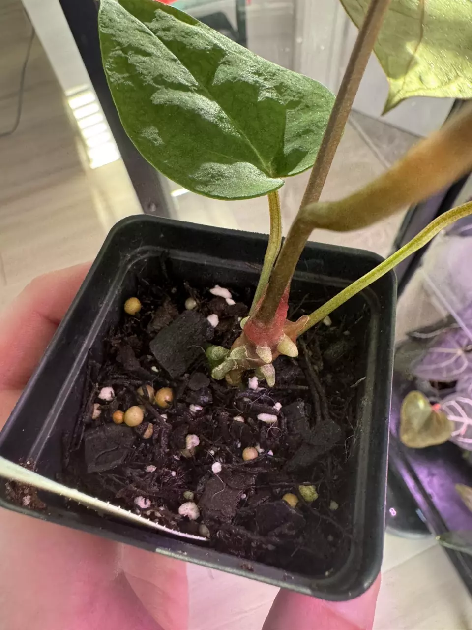 plant/(Forgetii x Red Crystal Premium) x NSE Ace of Spades-1
