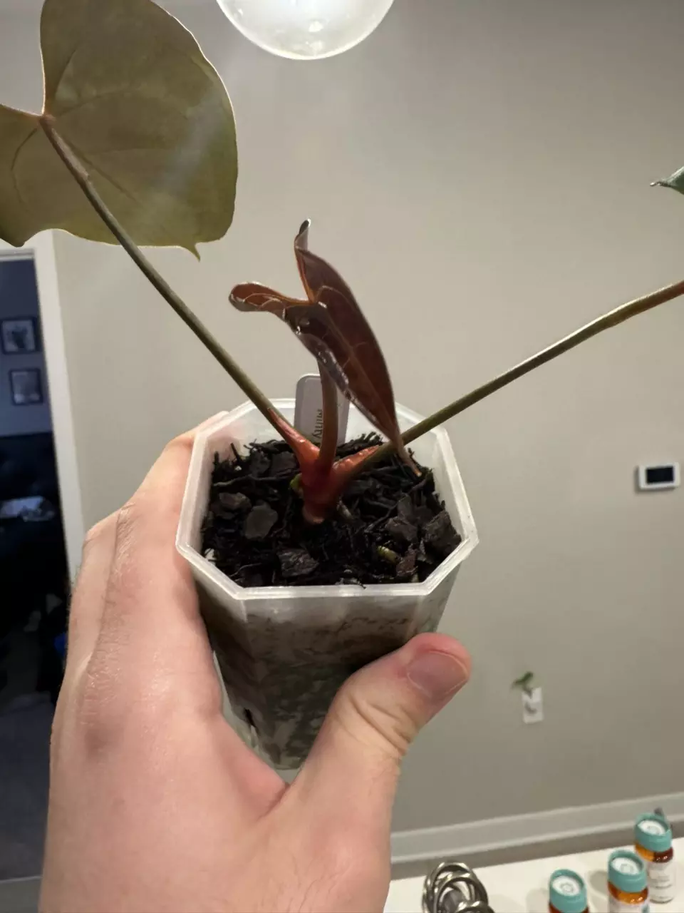 plant/Mint Var. Pap-2