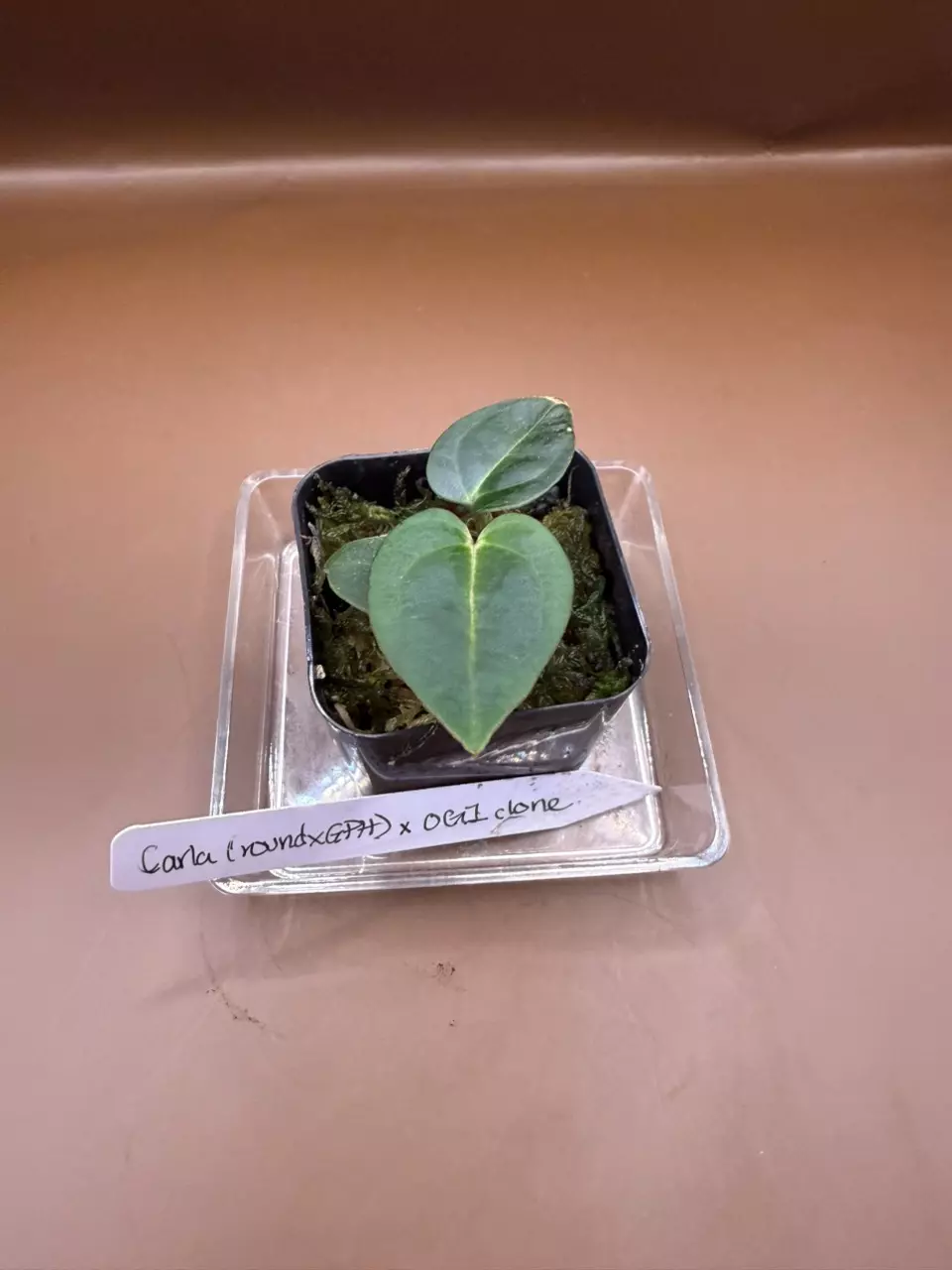 plant/Carla (Round x GPH) x OG1 Clone-0