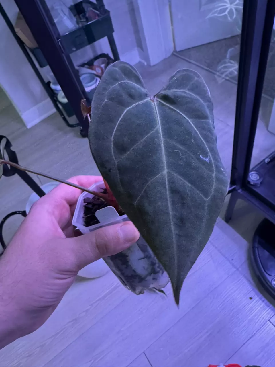 plant/Mint Var. Pap-0