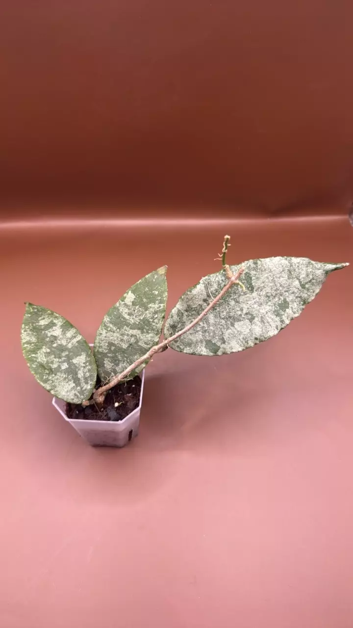 plant/Hoya Caudata Gold-1