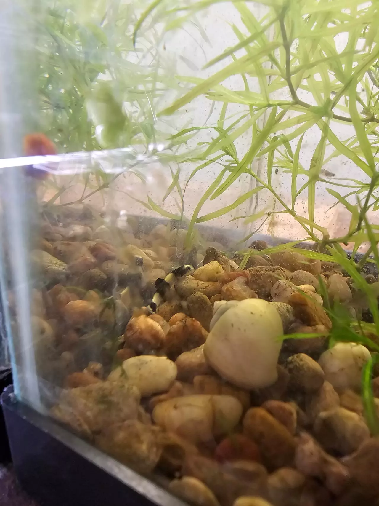 insulation/Assorted mystery snails-0