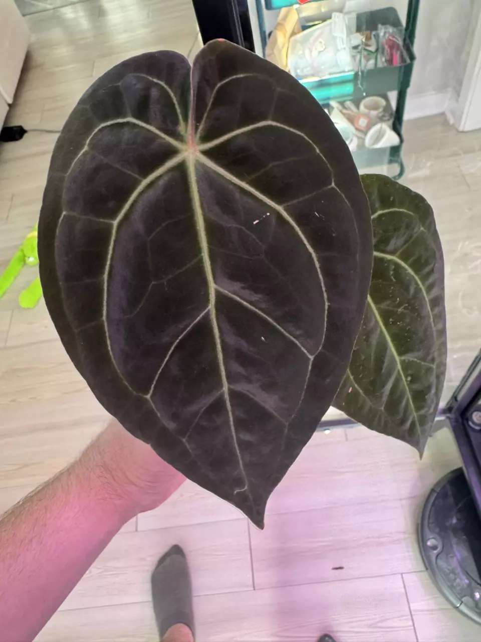 plant/Ree Pap x Tezula Red Crystal-0