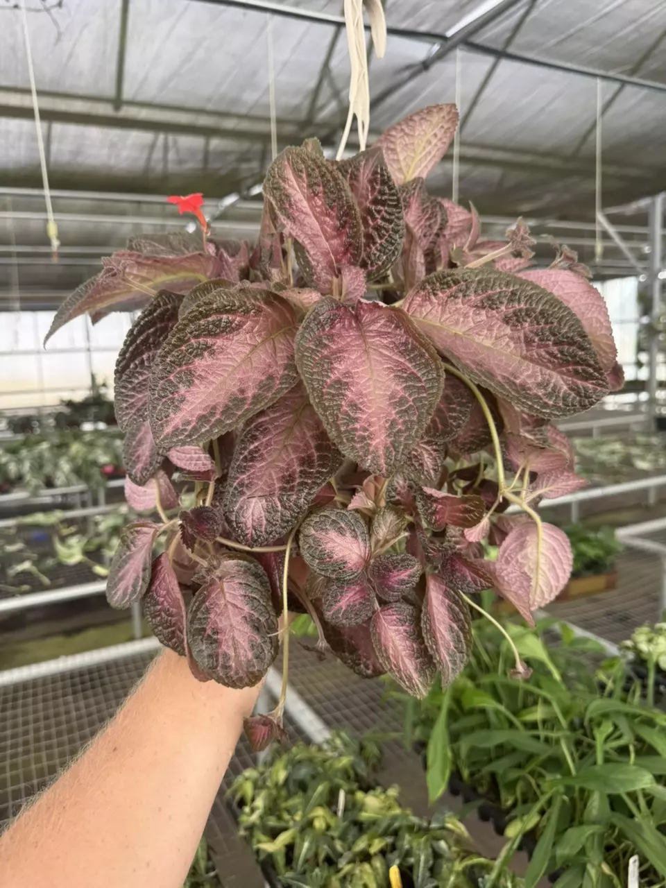 plant/Episcia purple rain 6” basket growers choice-6