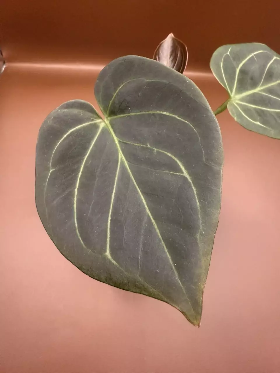 plant/HU King of Spades-0