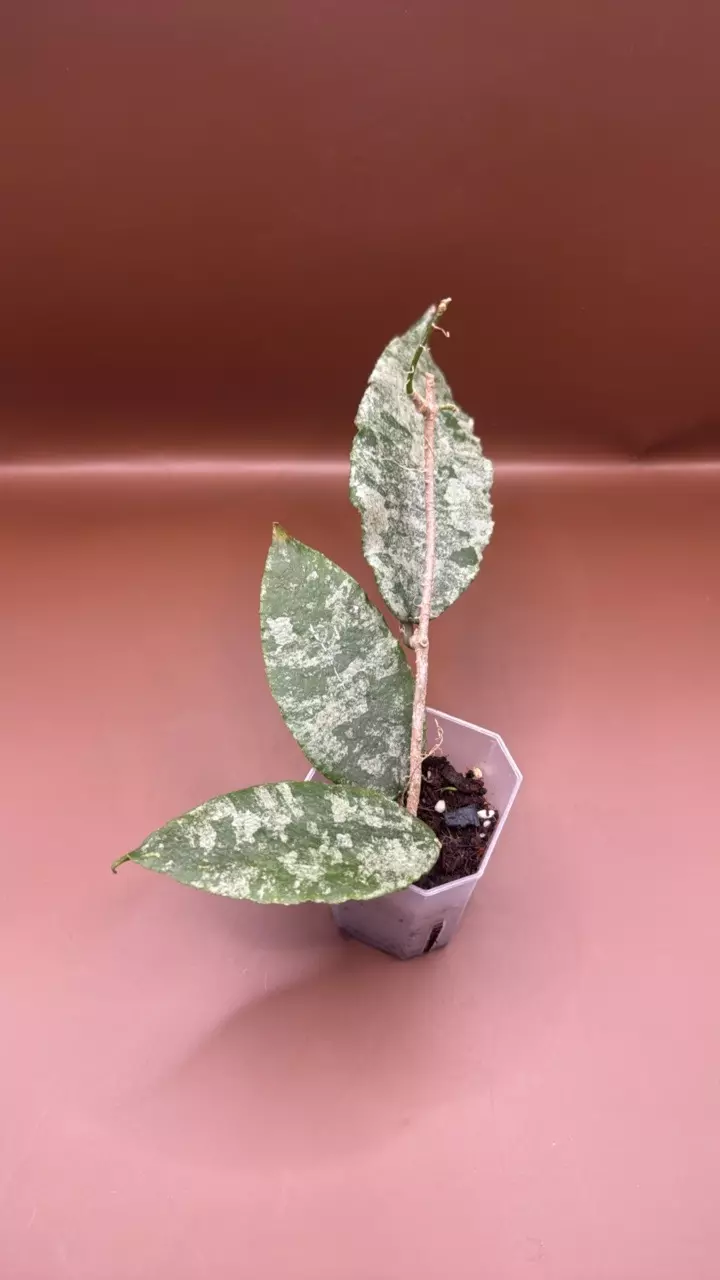 plant/Hoya Caudata Gold-0