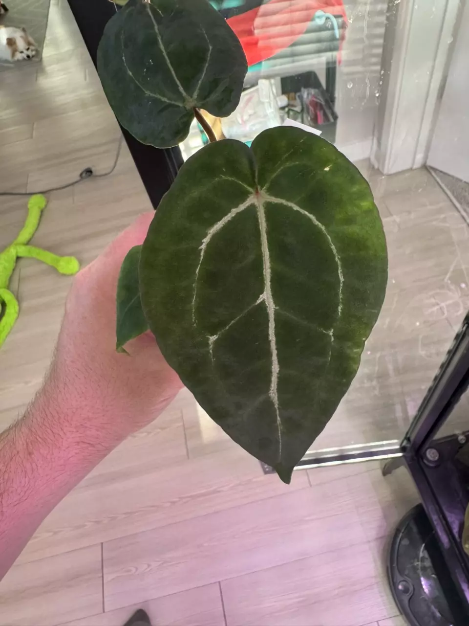 plant/(Forgetii x Red Crystal Premium) x NSE Ace of Spades-0