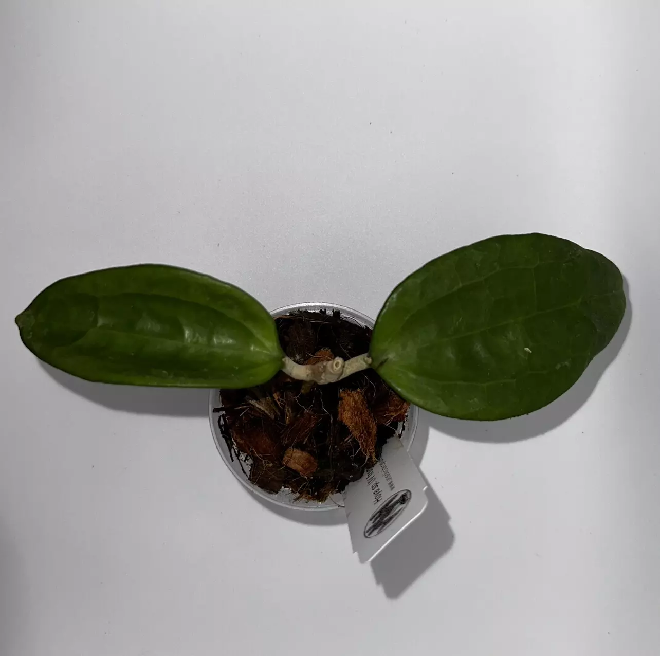 plant/Hoya sp from WMZ from Unsolicited Plant Talks-1